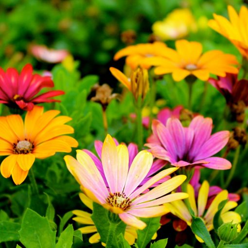 assorted color flowers