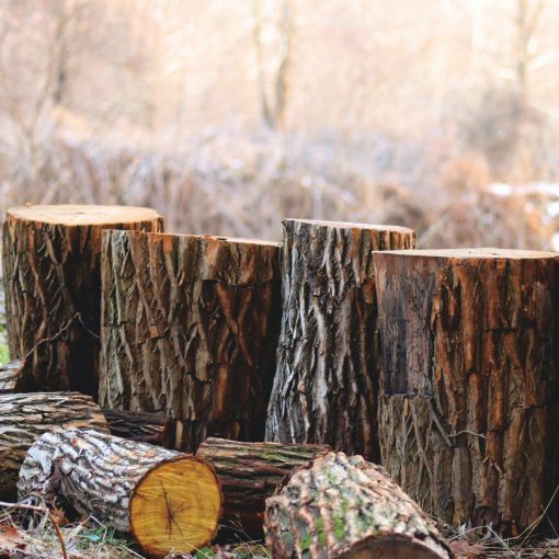 depth of field photography of brown tree logs