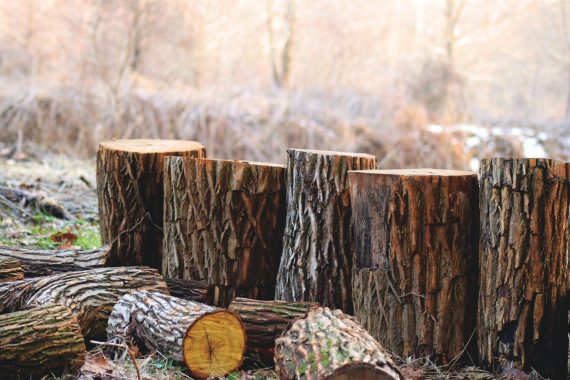depth of field photography of brown tree logs