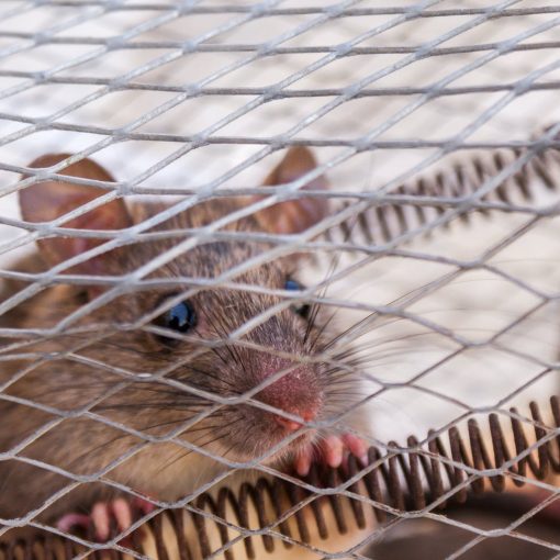 close up photo of a rat trapped inside the cage