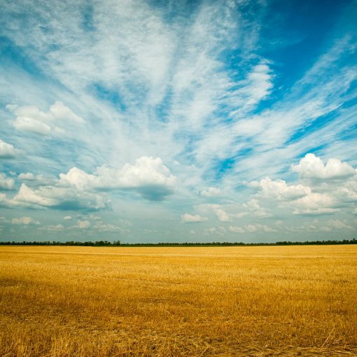 photo of grass field