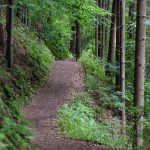 empty road surrounded with green trees