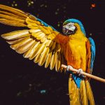 photo of yellow and blue macaw with one wing open perched on a wooden stick