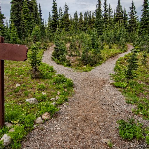 photo of pathway surrounded by fir trees