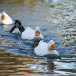 white duck on water