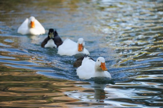 white duck on water