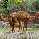 dual perspectives a whimsical illusion as two camels stand side by side gazing in opposite directions playfully creating the illusion of a two headed camel