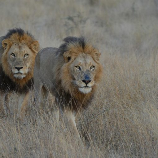 two lions in savannah