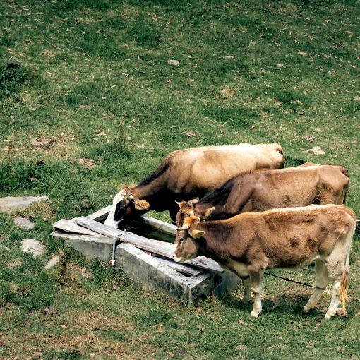 cows drinking from the trough