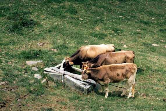 cows drinking from the trough