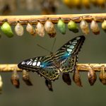 blue and black butterfly on brown stick