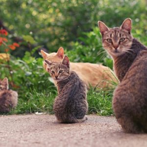 Troubleshoot Microsoft Defender Antivirus settings visual data 4