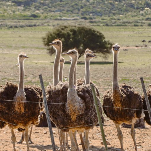 group of ostriches in south african wilderness
