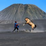 dramatic horse rearing at mount bromo