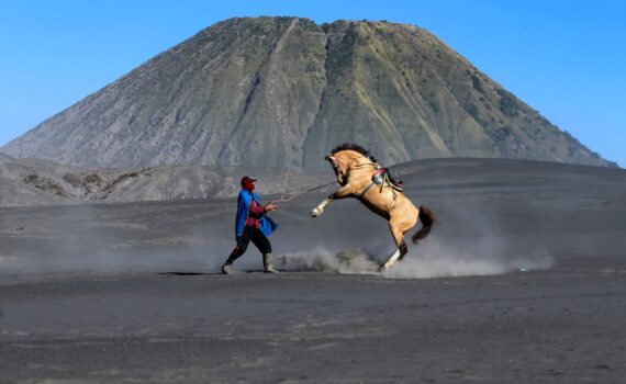 dramatic horse rearing at mount bromo