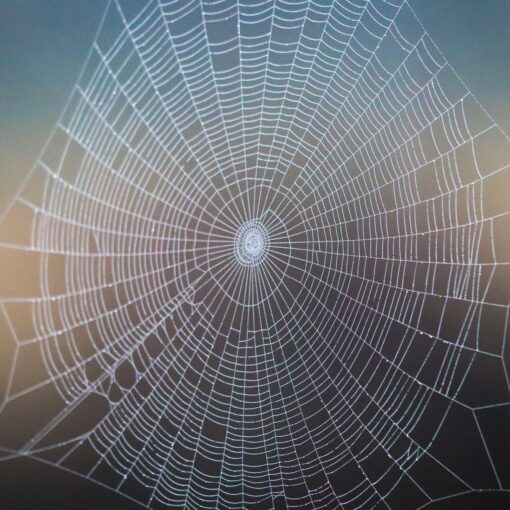 large white spiderweb