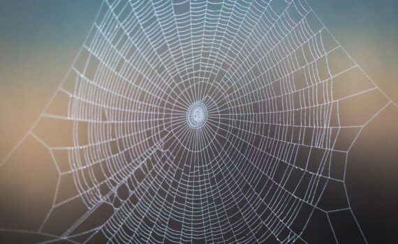 large white spiderweb